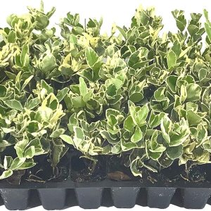 Ligustrum Japonicum Jack Frost – 40 plantas vivas – Consejos abigarrados de cobertura de privacidad de hoja perenne Ligustrum Japonicum Jack Frost – 40 plantas vivas – Consejos abigarrados de cobertura de privacidad de hoja perenne