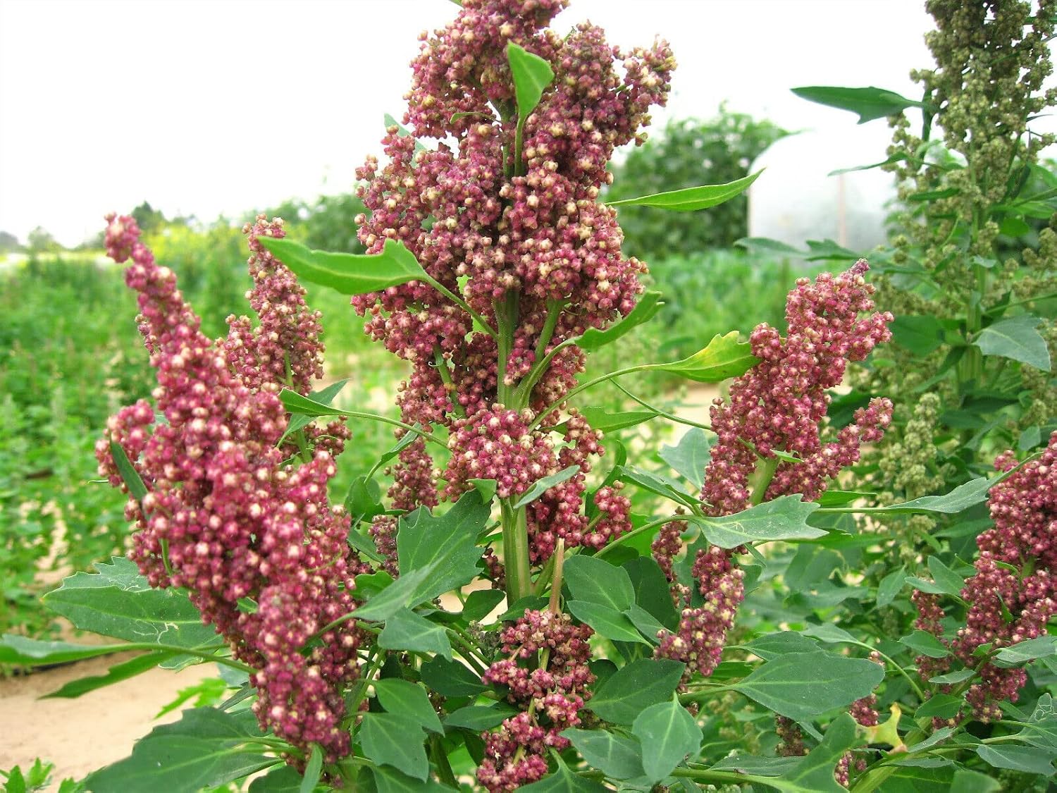 100 Semillas Orgánicas Cacao Cereza Quinoa Grano Chenopodium Quinoa Red & Brown Edlcy (Semillas)