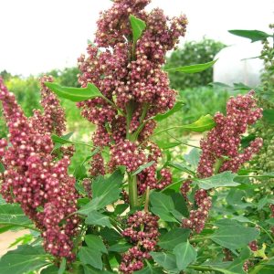 100 Semillas Orgánicas Cacao Cereza Quinoa Grano Chenopodium Quinoa Red & Brown Edlcy (Semillas) 100 Semillas Orgánicas Cacao Cereza Quinoa Grano Chenopodium Quinoa Red & Brown Edlcy (Semillas)