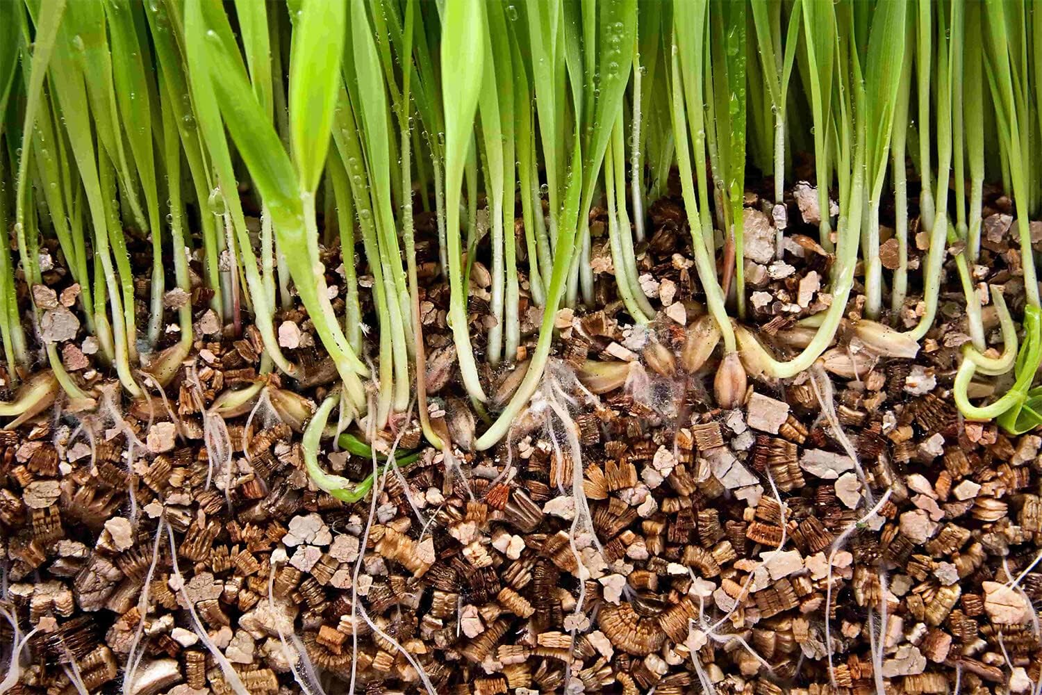 Descubre el secreto para el crecimiento perfecto de las plantas vermiculita hortícola de Gardenera para una retención óptima de agua y drenaje del