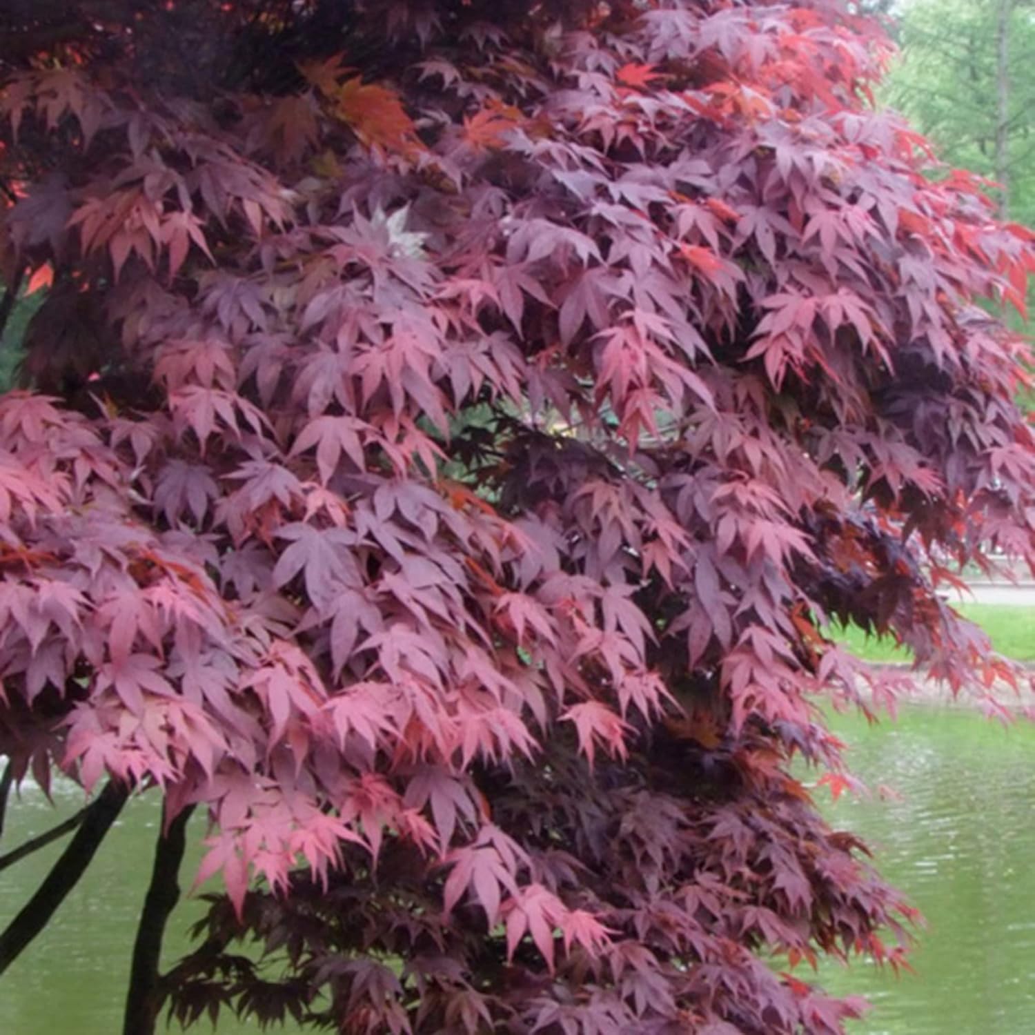YEGAOL Garden – Semillas de arce japonés Acer Palmatum ‘Atropurpureum’ de bajo mantenimiento, resistentes a conejos, camas vistosas, bordes para