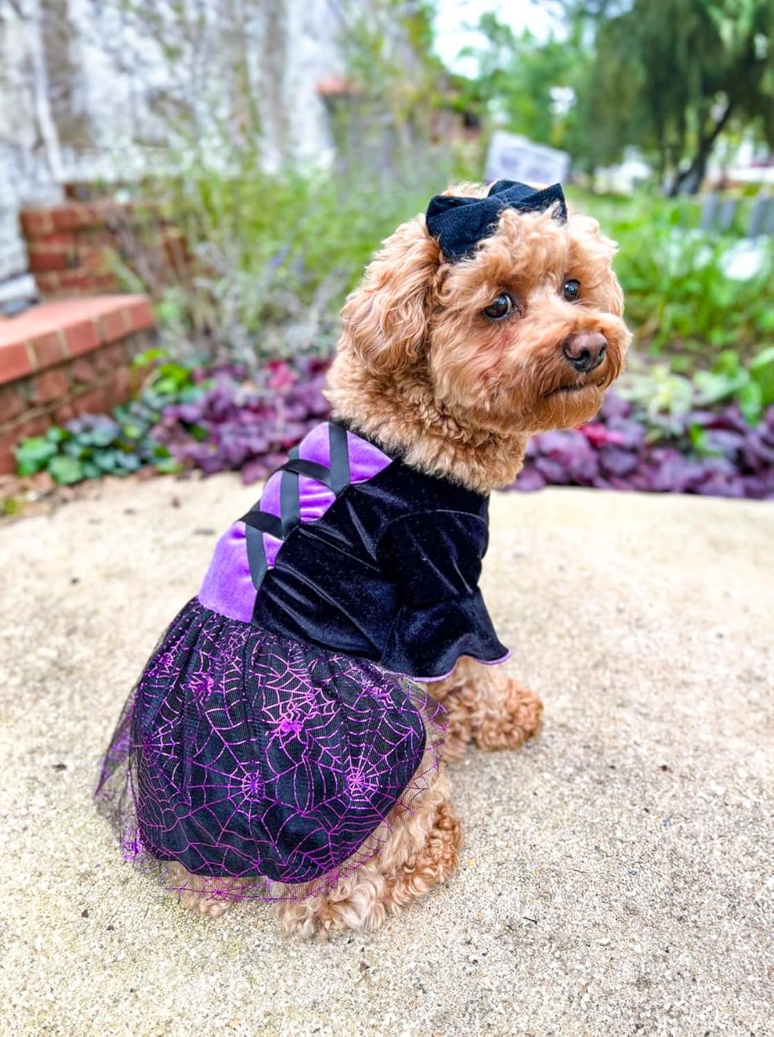 Fitwarm Disfraz de bruja de Halloween para perro, ropa divertida para perros pequeños, vestido gótico para mascotas, traje para gato, terciopelo