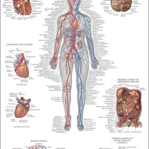Palace Learning Carta anatómica del sistema circulatorio, póster de anatomía vascular, (18 x 24 pulgadas) Palace Learning Carta anatómica del sistema circulatorio, póster de anatomía vascular, (18 x 24 pulgadas)