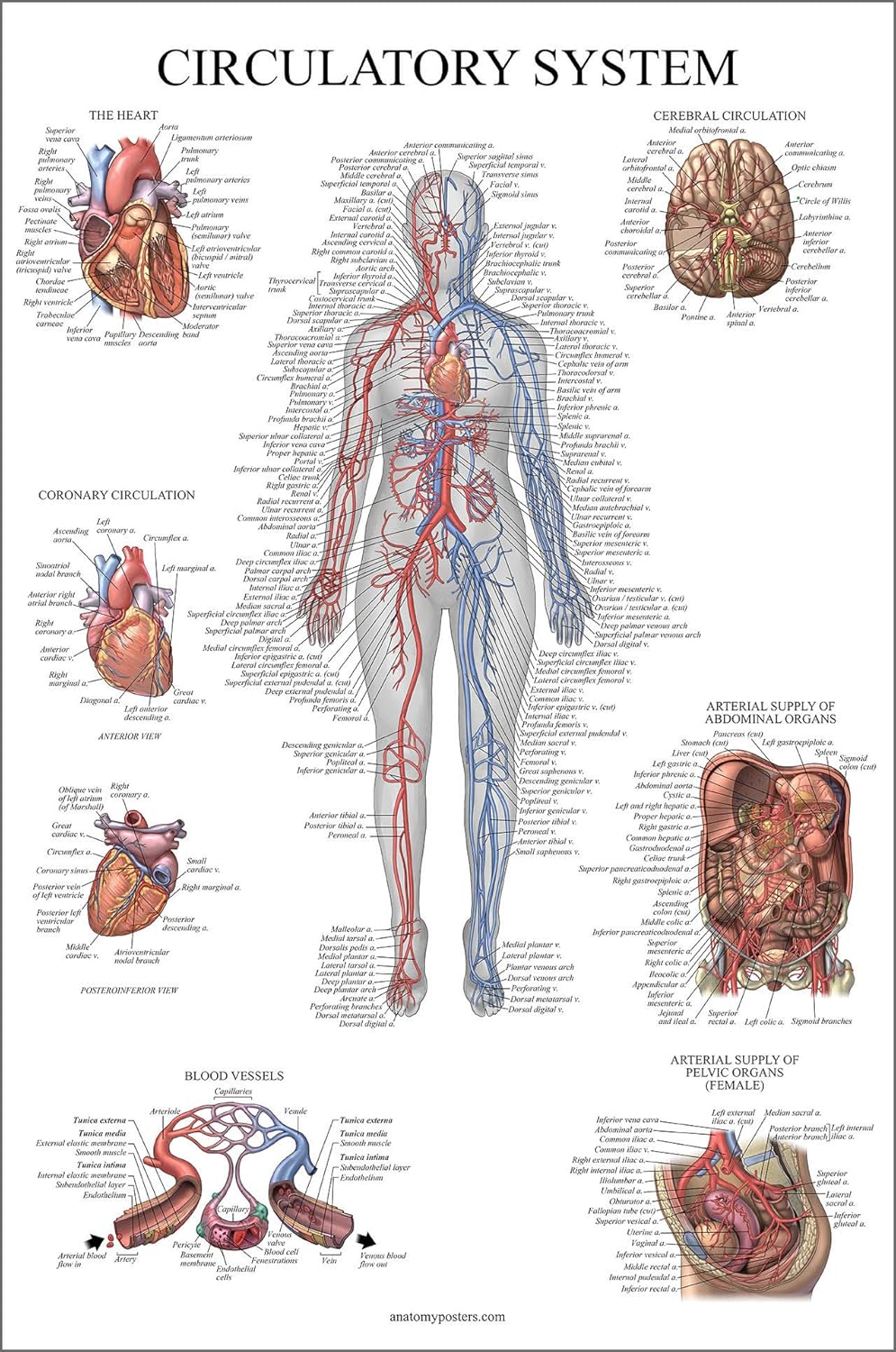 Palace Learning Carta anatómica del sistema circulatorio, póster de anatomía vascular, (18 x 24 pulgadas)