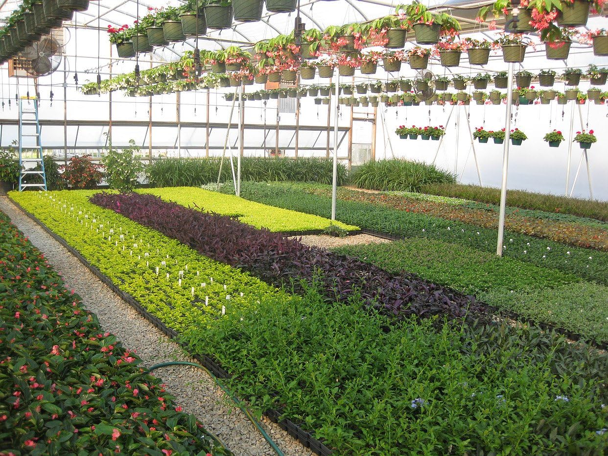 Nellie R. Stevens Holly – 15 plantas vivas – Cobertura de privacidad de hoja perenne