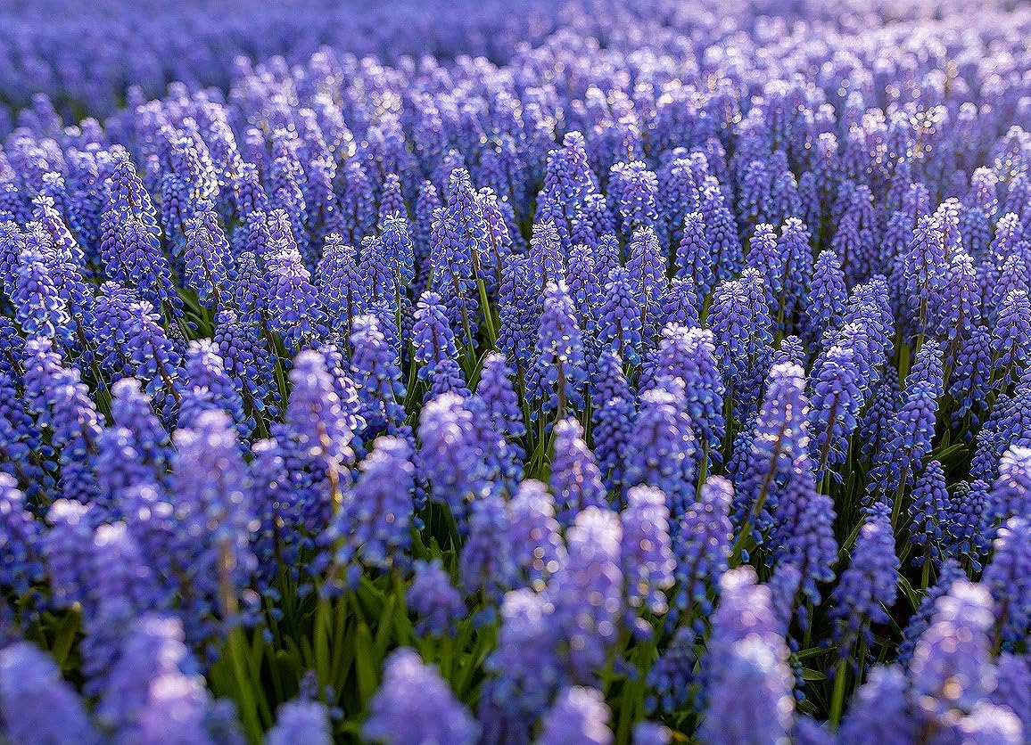 15 Jacinto de Uva – Muscari Armeniacum – Bombilla Tamaño 3.5-3.9 in – Floración Primavera