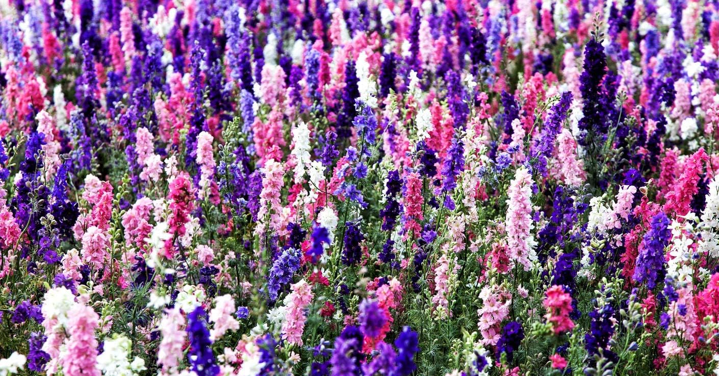 Semillas Rocket Larkspur Delphinium Giant High Tall Mix Anual Flores cortadas al aire libre para plantar sin OMG