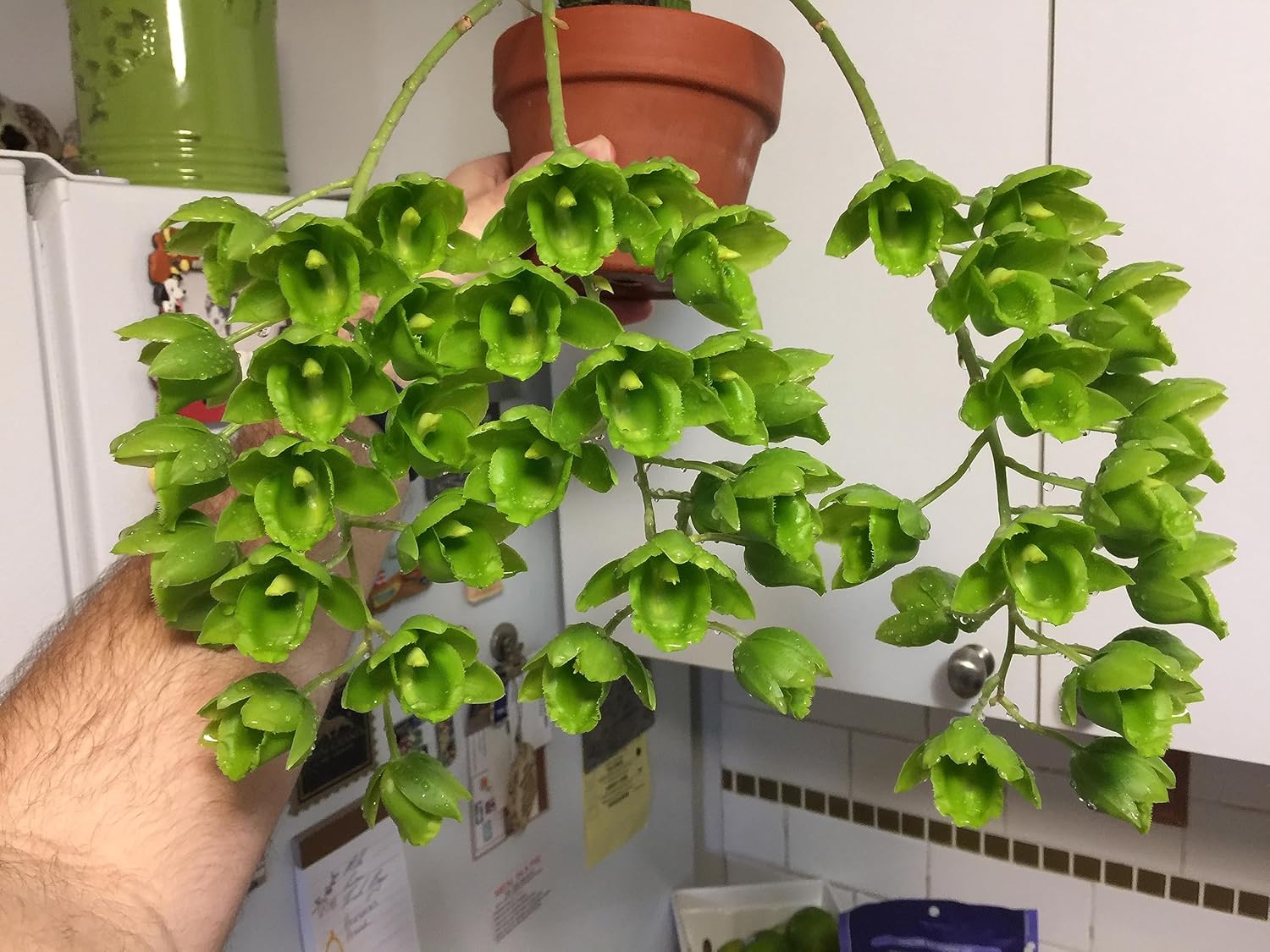Fibra de helecho arbóreo de Nueva Zelanda de primera calidad (sin escombros), medio de cultivo y sustrato de reptil, natural, orgánico, de larga