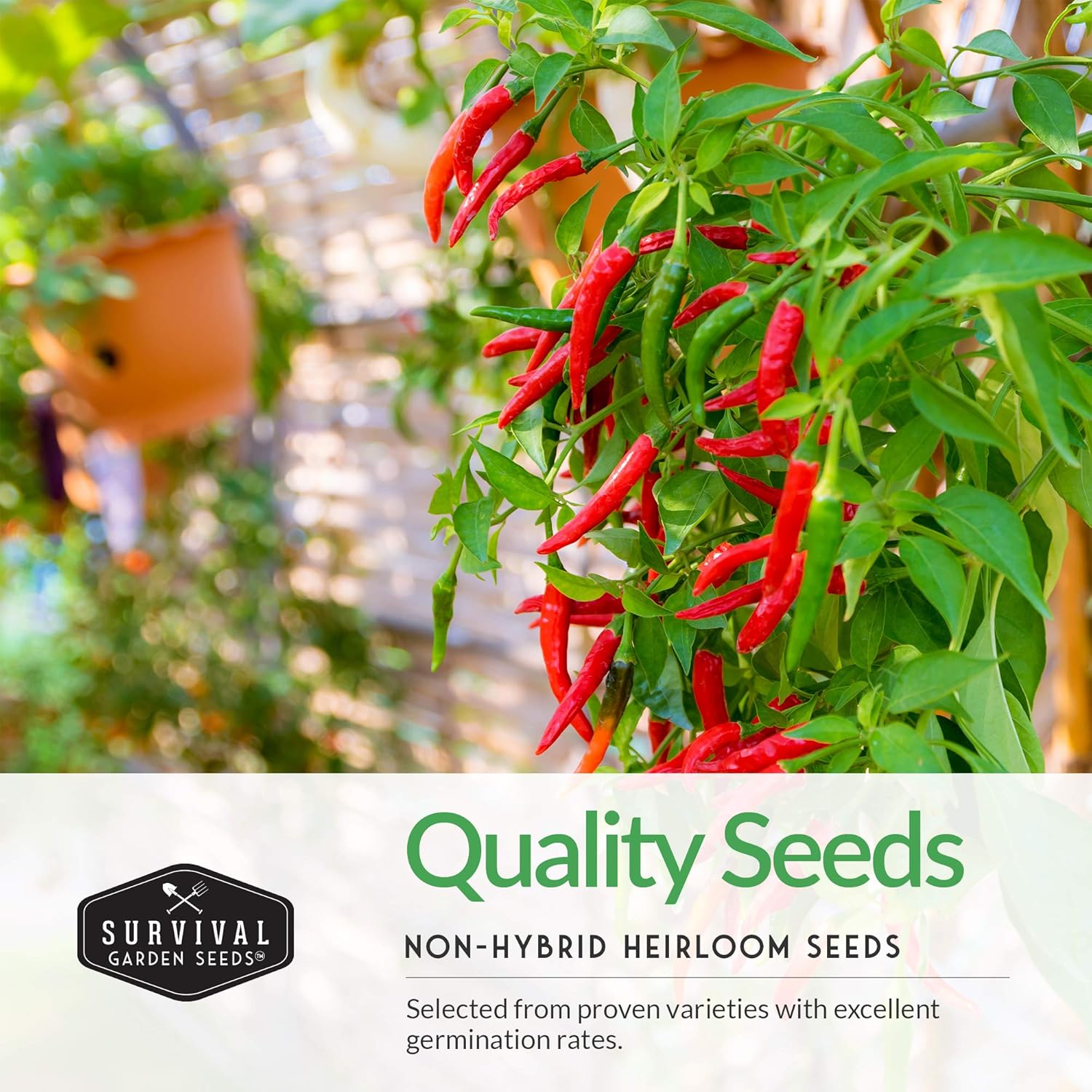 Survival Garden Seeds Bóveda de semillas de colección de pimientos picantes  Cayena, Habanero, Jalapeño y Serrano Paquetes de semillas para cultivar