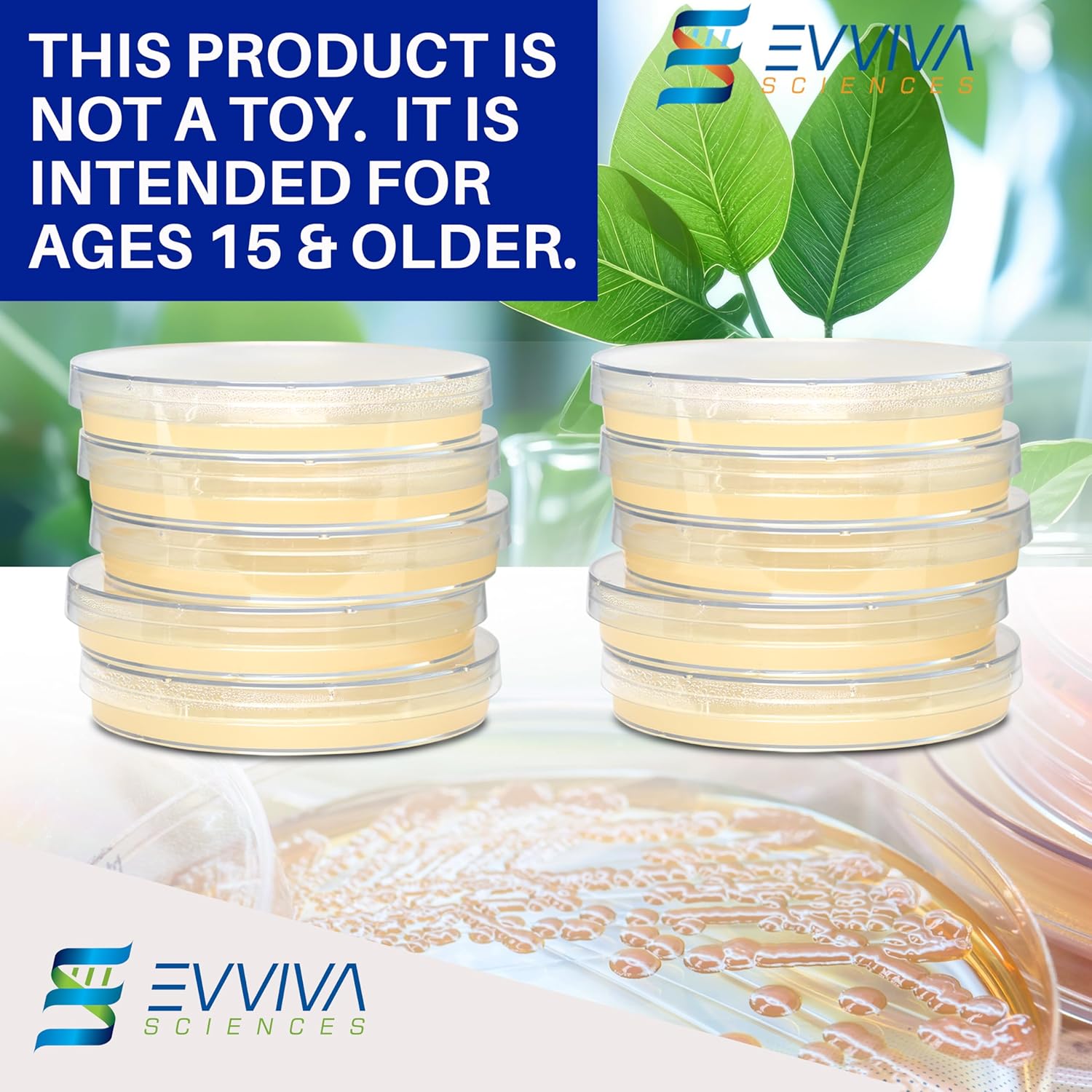 Evviva Sciences – Kit de proyecto científico de placas de agar nutriente de Petri, placas de agar previamente vertidas para experimentos