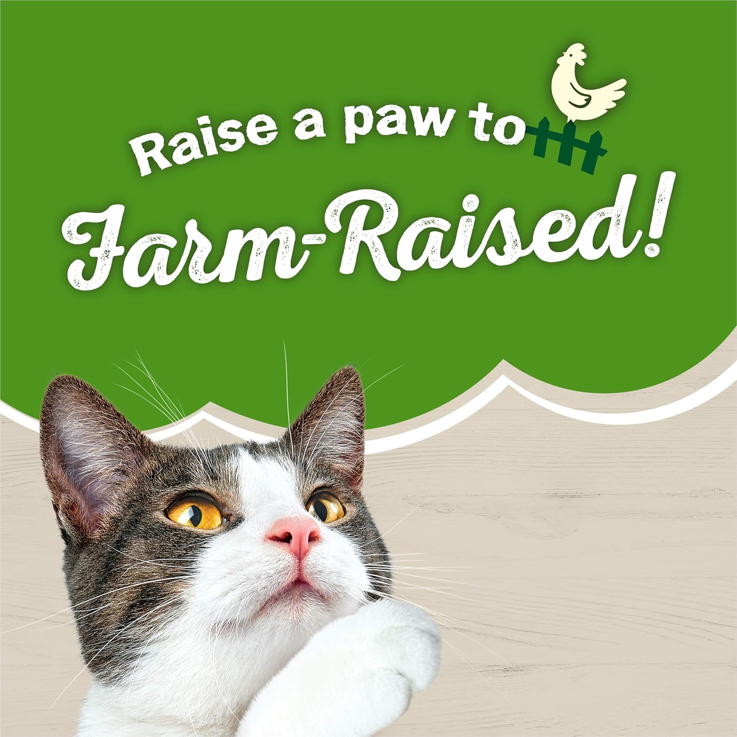 Friskies, Wet Cat – Paté de salmón y espinacas favoritos de granja de alimentos enlatados, 5.5 onzas