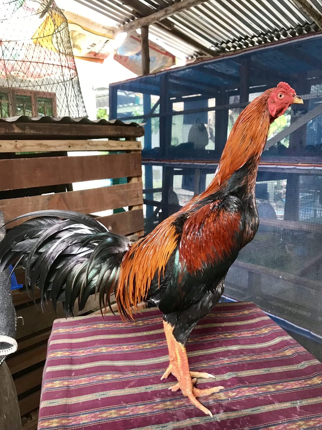 R1 Rooster Booster Protection Fighting Rooster Gamefowl – Guante protector de pollo, botas de seguridad para aves de corral para aves de corral,