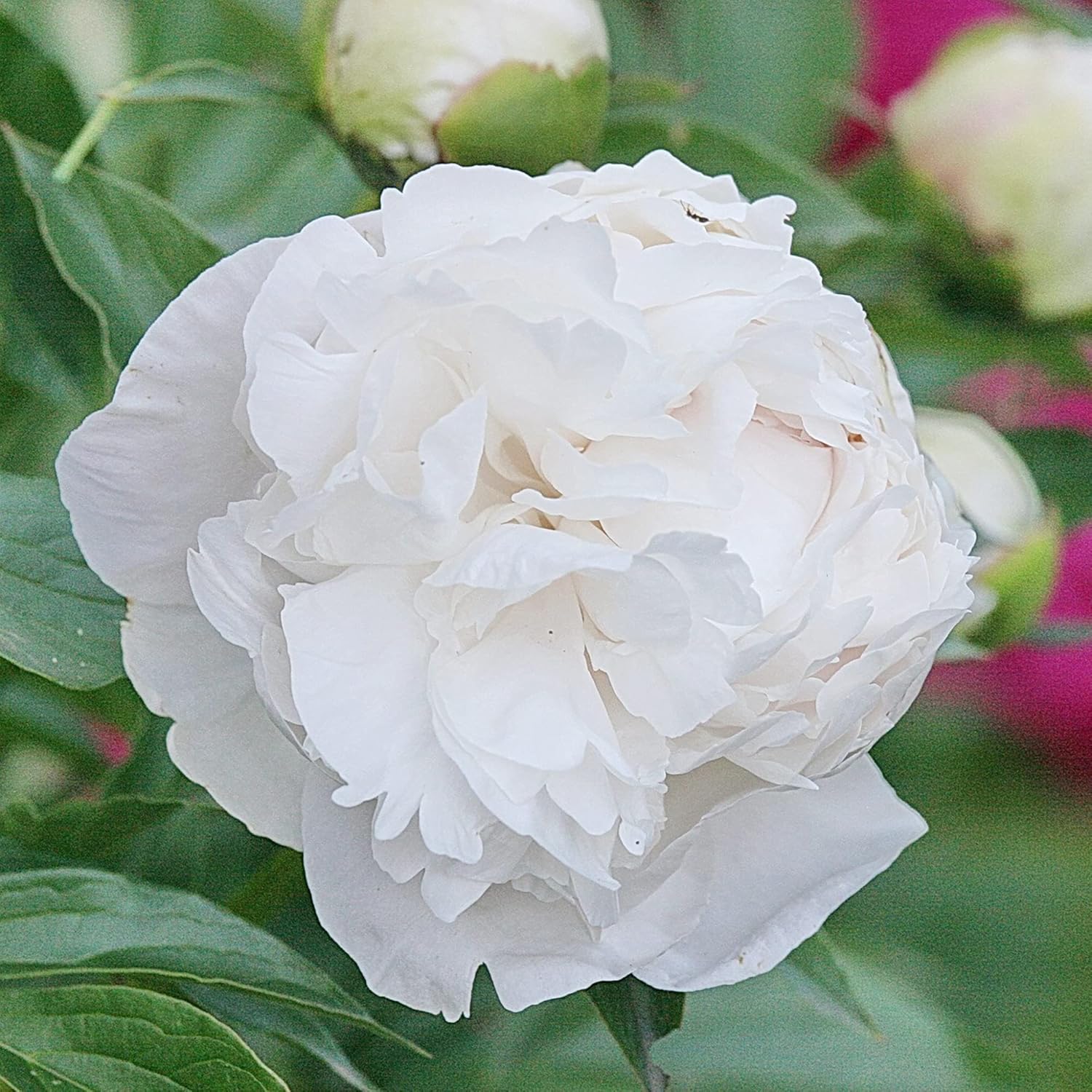 YEGAOL Garden – Semillas de peonía blanca de duquesa perenne, atraen mariposas, ciervos y conejos, resistentes a los ciervos y conejos, de bajo