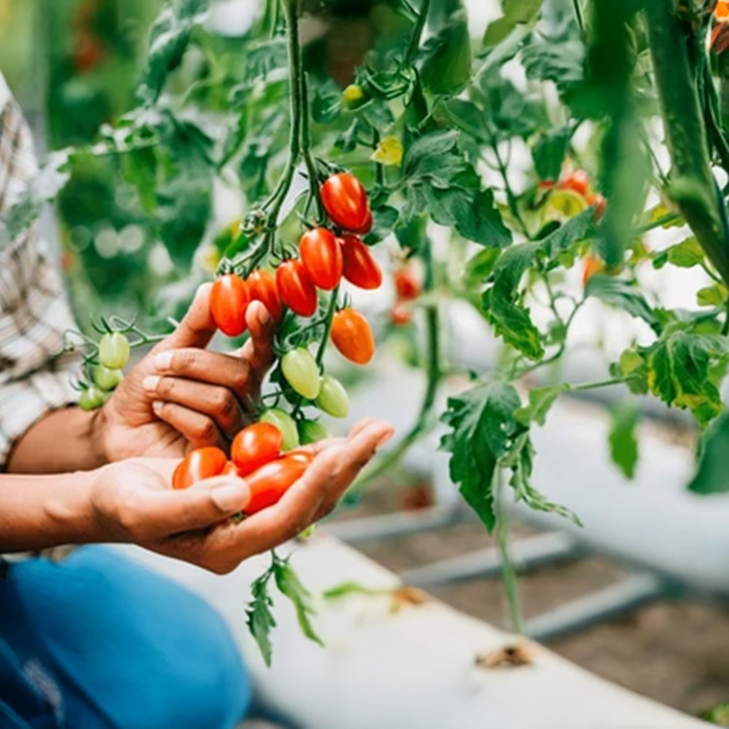 Park Seed Semillas de plantación de verduras de tomate cherry, fáciles de cultivar, variedad de colores y tamaños, jardín de primavera, híbrido