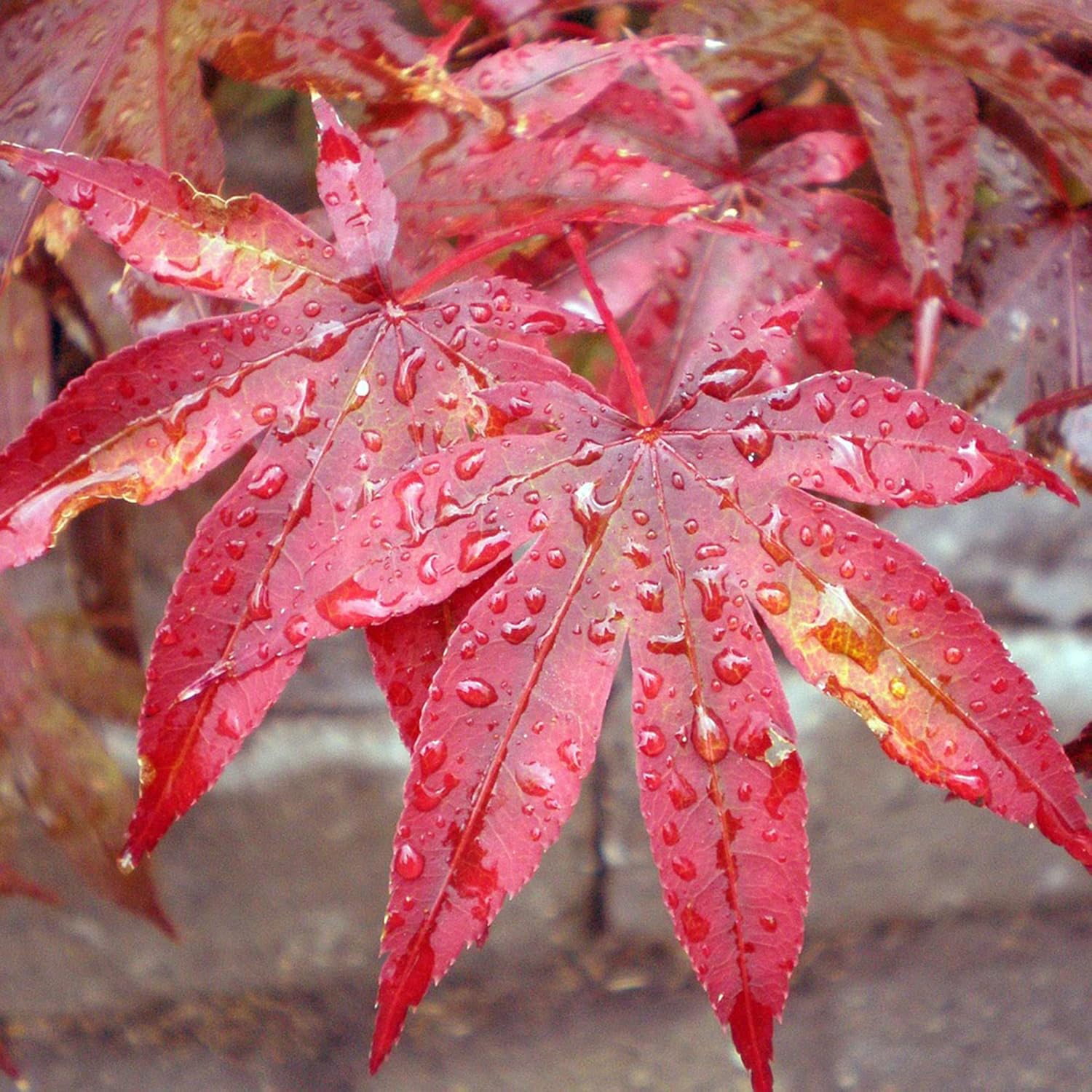 YEGAOL Garden – Semillas de arce japonés Acer Palmatum, arbusto de hoja caduca o árbol pequeño, planta ornamental en jardines, parques al aire