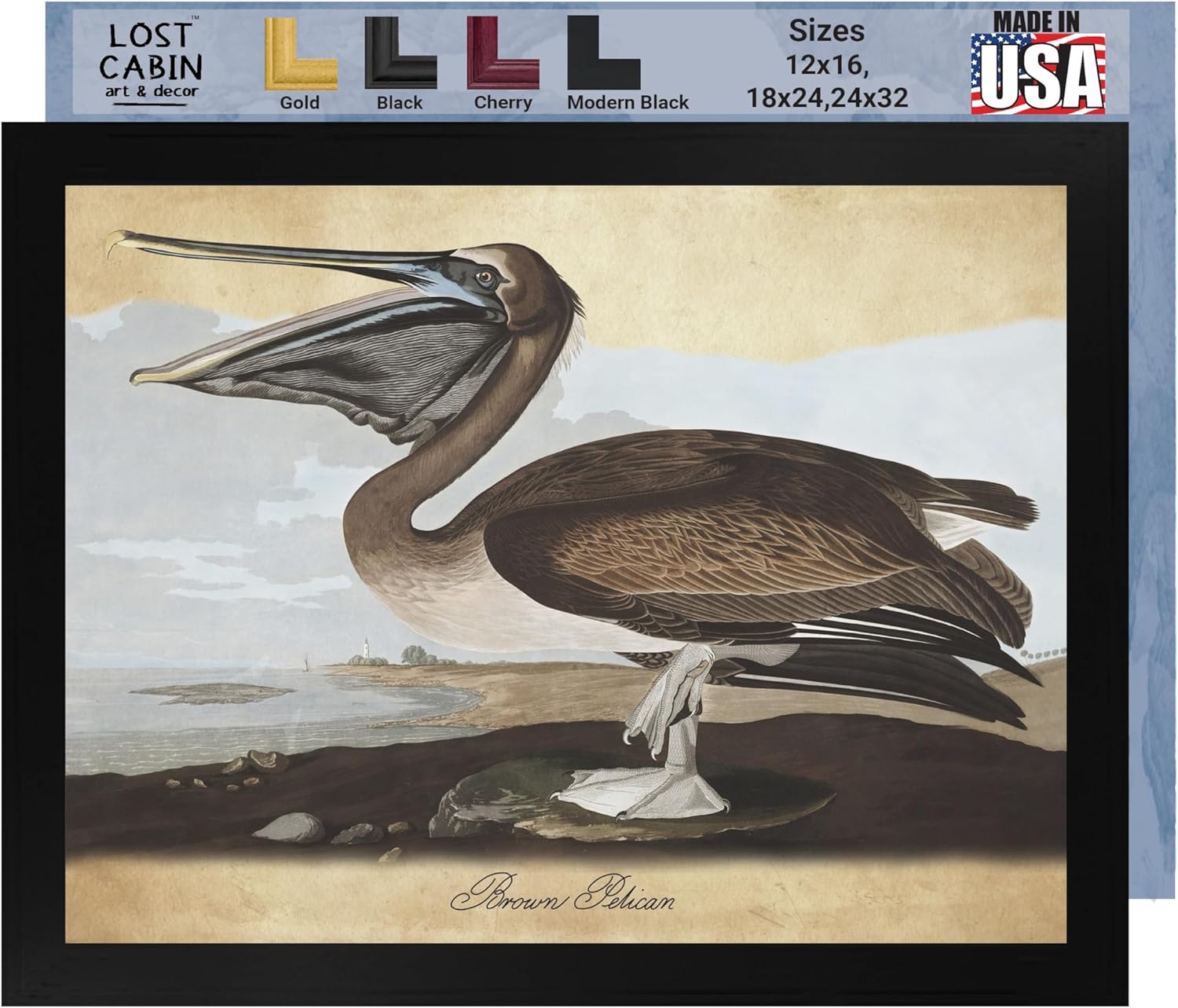 Brown Pelican por James Audubon – Marco biselado negro de 12 x 16 pulgadas  Decoración artística enmarcada  Reproducción de pinturas de obras de