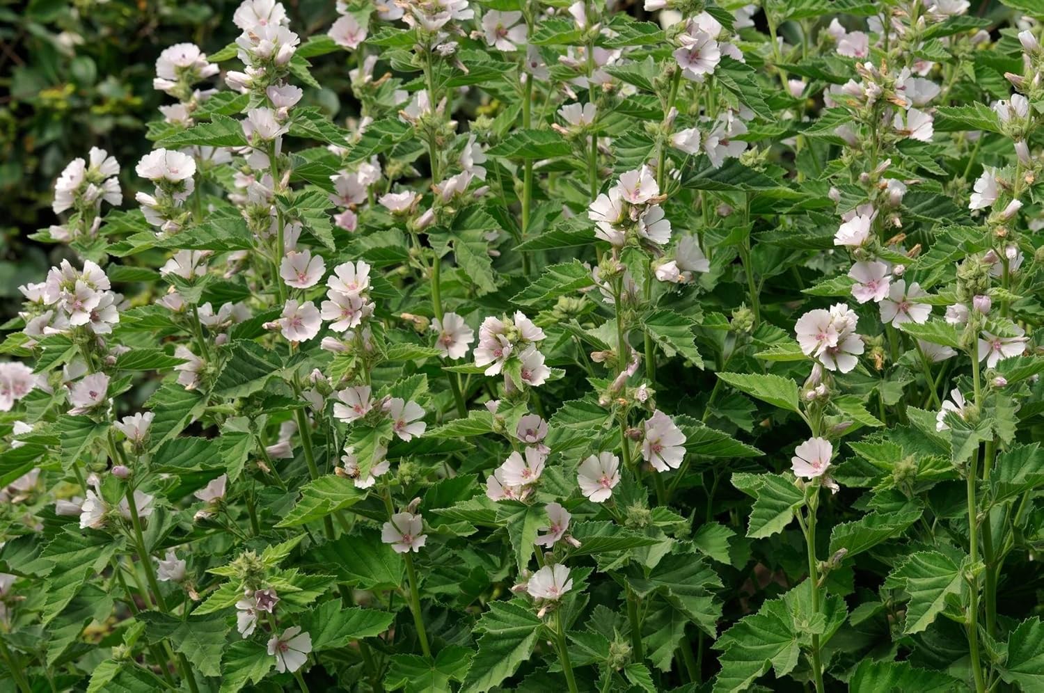 Semillas Hierba Malvavisco (Althaea Officinalis) Medicinal – 100 Semillas