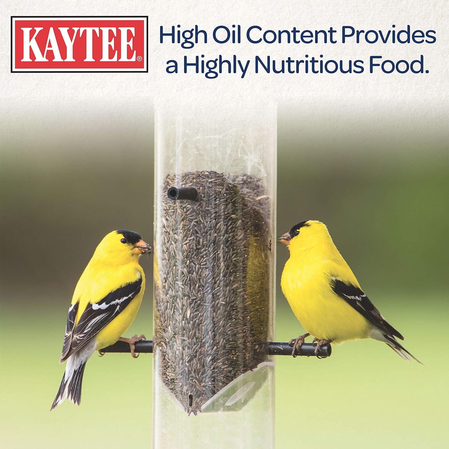 Kaytee Nyjer – Semilla de comida para pájaros silvestres, 3 libras
