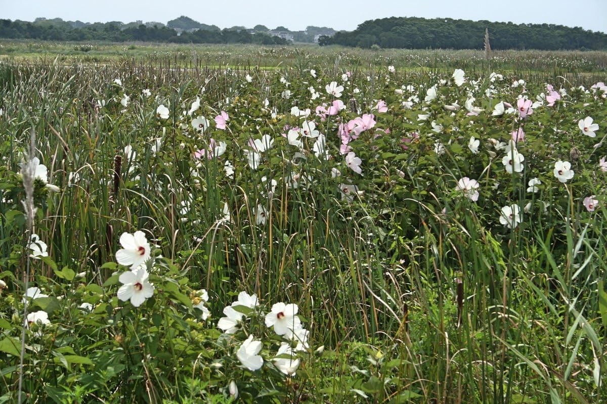 Semillas Hierba Malvavisco (Althaea Officinalis) Medicinal – 100 Semillas