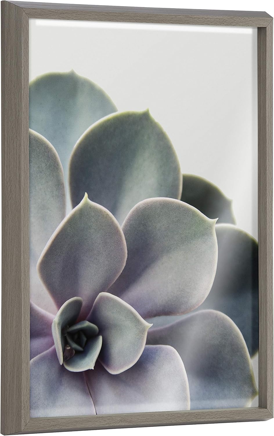 Kate and Laurel Blake Succulent – Arte de pared de vidrio impreso con 5 marcos por Emiko y Mark Franzen de F2Images, 18 x 24 pulgadas, color gris,