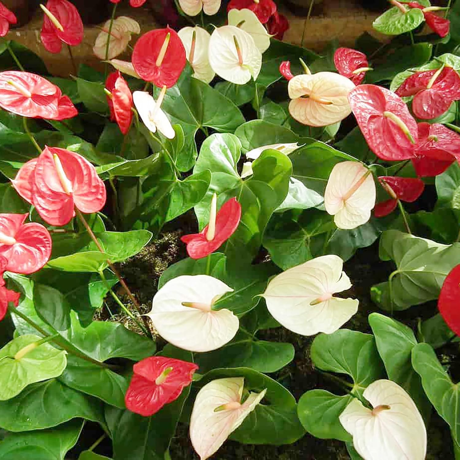 YEGAOL Garden – Semillas de anturio, flores de flamenco perenne, vistosas, de bajo mantenimiento, flores de hoja perenne, para patio, interiores y