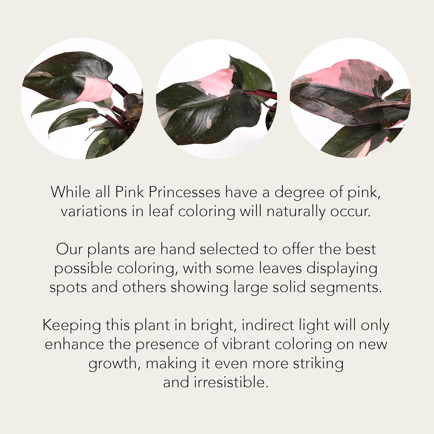 Wild Interiors – Filodendro rosa princesa en cerámica rosa mate, planta rara, planta de interior viva, hojas abigarradas, totalmente enraizadas,