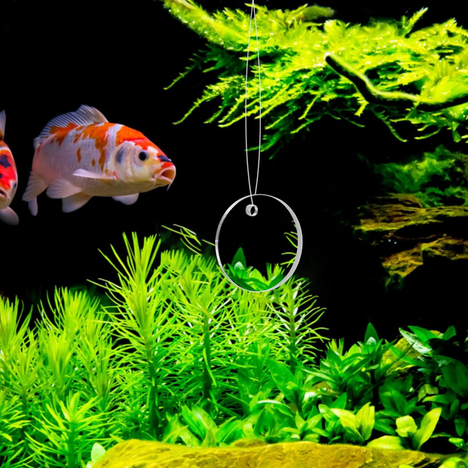 POPETPOP Betta Espejo de ejercicio 1 juego de doble cara círculo Betta espejo con bola flotante para acuario pecera 5CM
