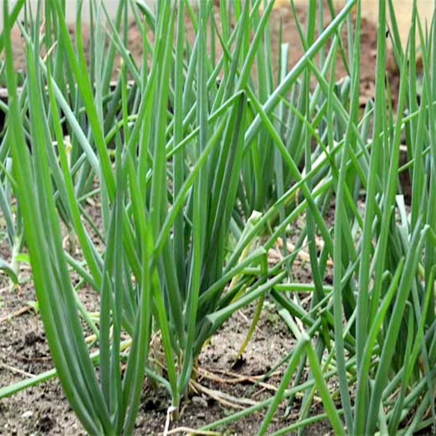 QAUZUY GARDEN 1000 semillas de cebolla galesa (cebolla galesacebolla de primavera) Semillas de cebolla verde larga, semillas vegetales tradicionales