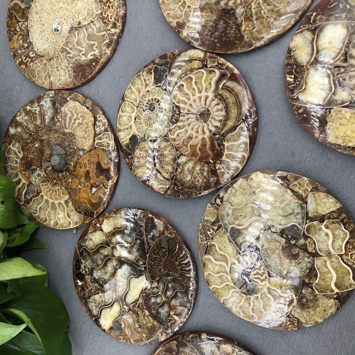 Disco de amonita natural, caracola fósil, espécimen de nautilus, decoración curativa, regalo de posavasos, disco artístico, cristal de cuarzo,