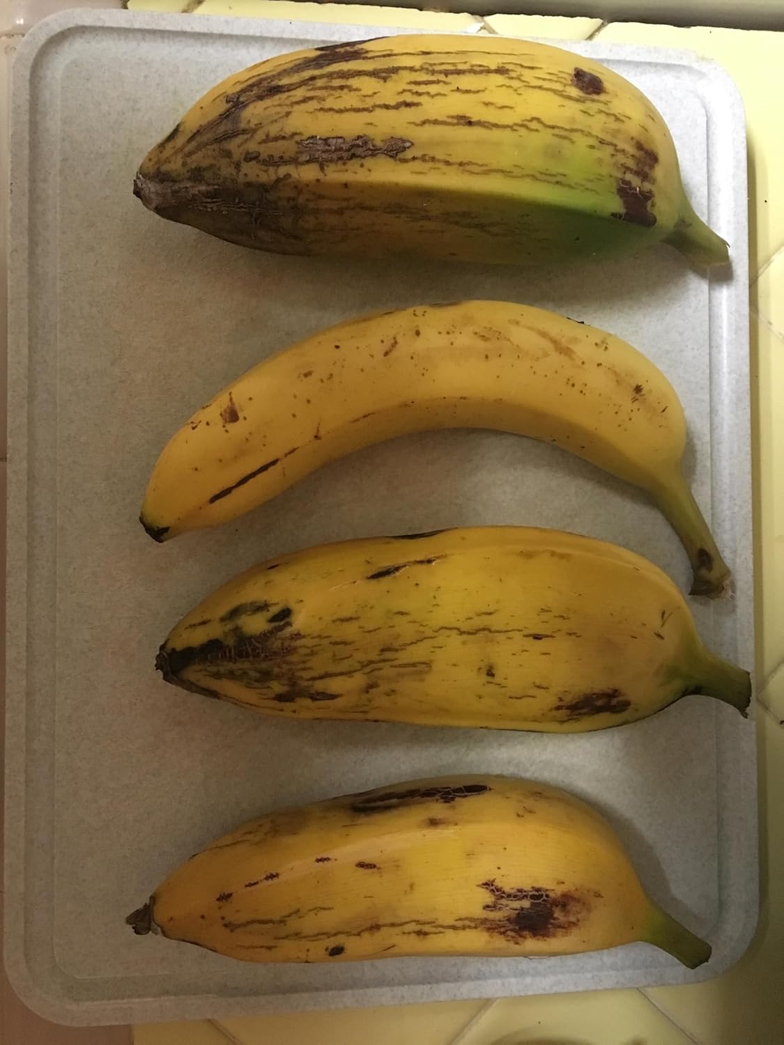 Planta de plátano, plátano Orinoco, Musa accuminata’ (grande 25″ – 36″)