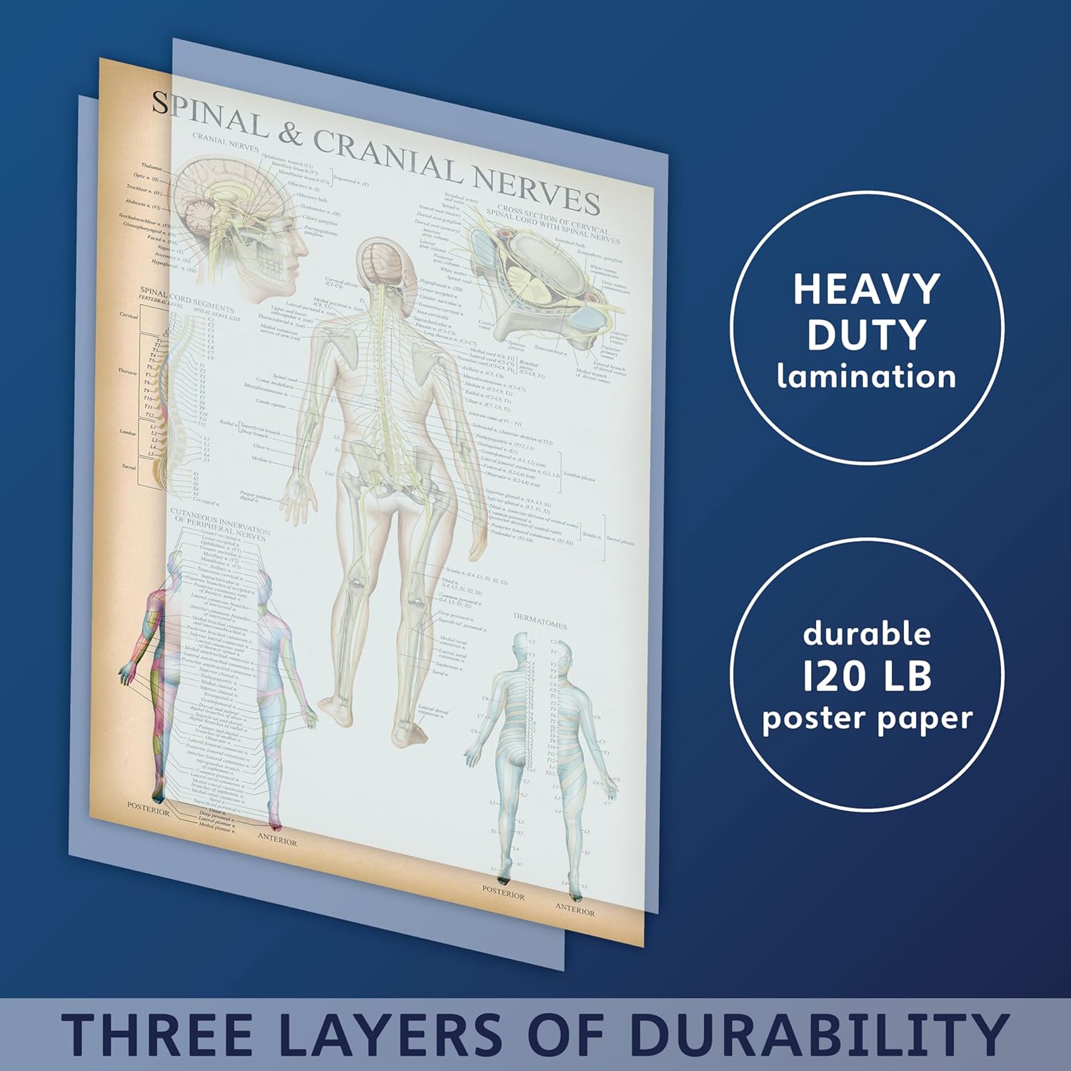 Palace Learning Cuadro anatómico vintage de nervios espinales  Póster de anatomía del sistema nervioso craneal y columna vertebral (con dermatomas)