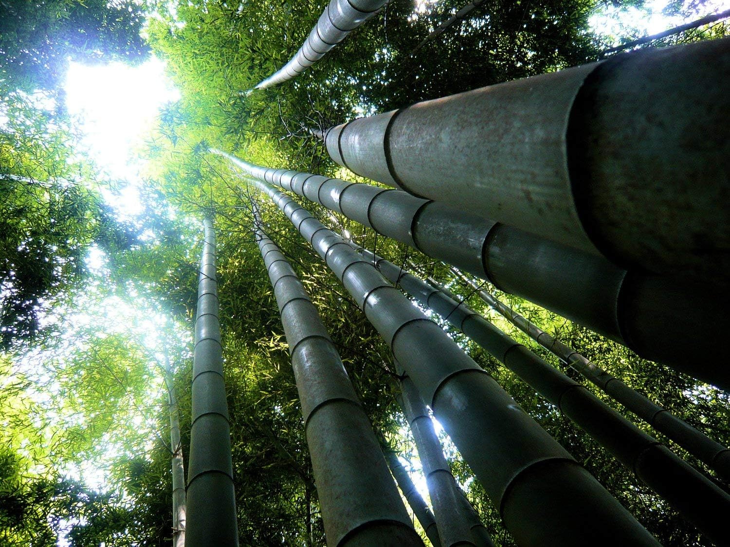 Dendrocalamus giganteus  Planta de bambú aglutinante de madera gigante