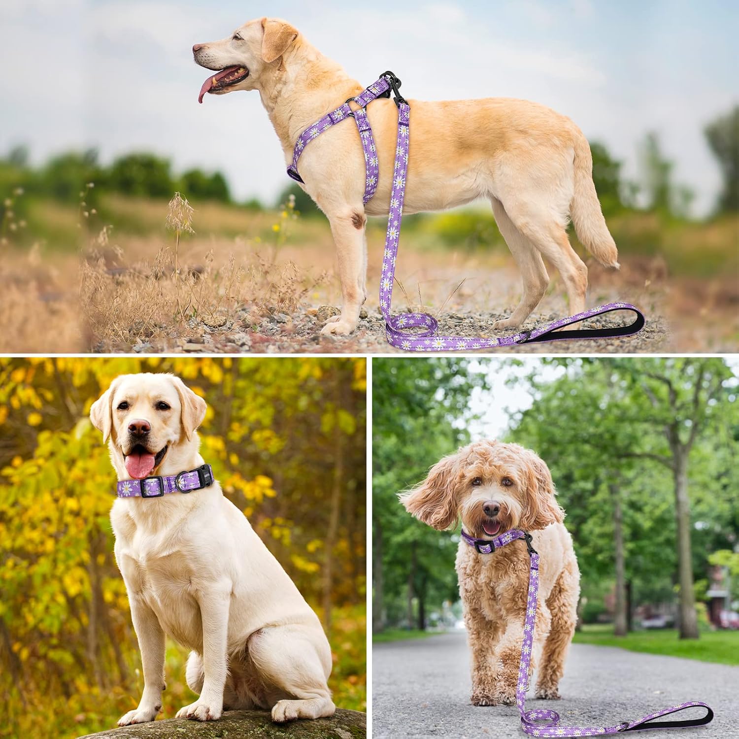 QQPETS Arnés para perro con correa  sin tirones ajustable para mascotas, clip trasero halter, collar básico, resistente, correa antitorsión de 5