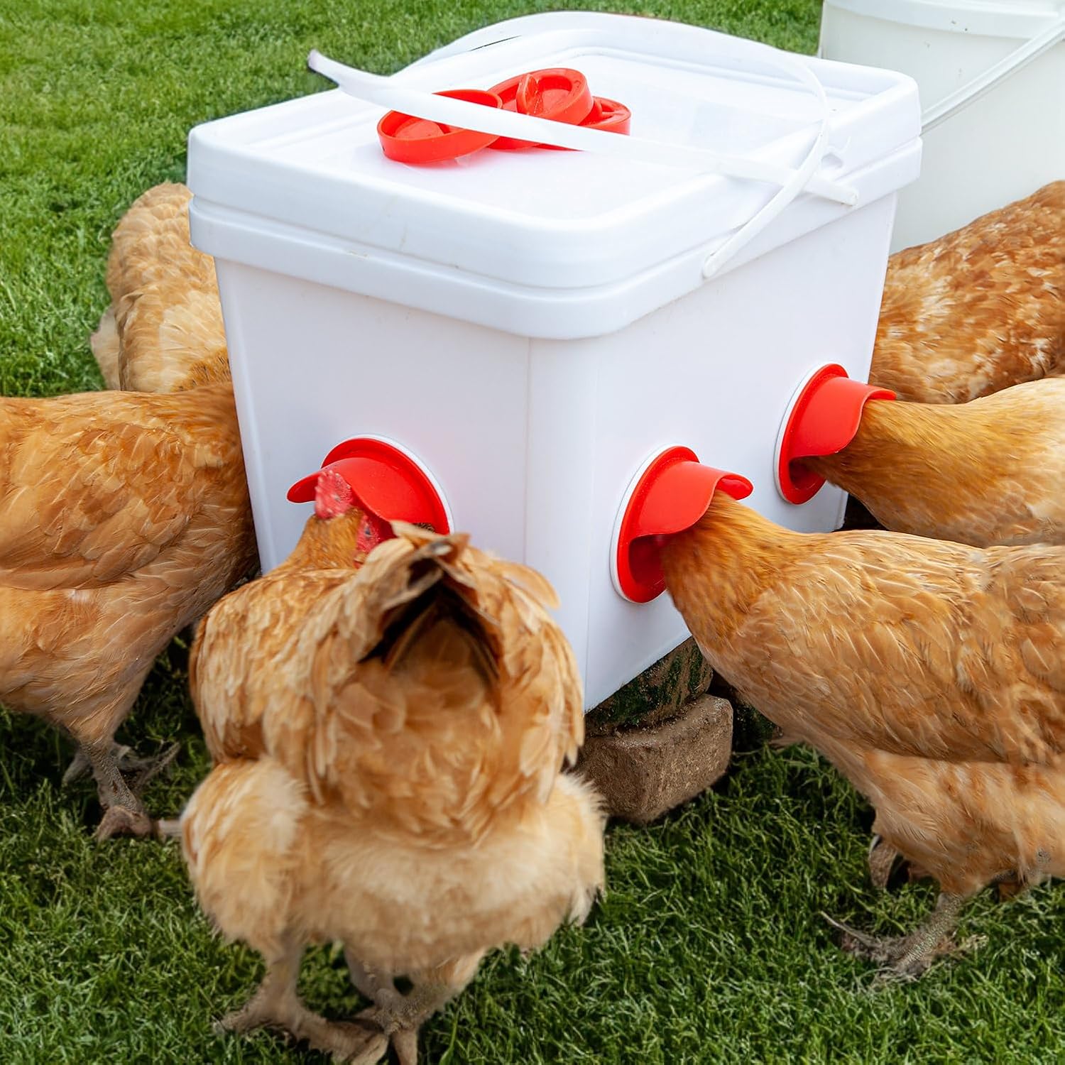 Alimentador automático para pollos sin desperdicios, alimentador automático para aves de corral, juego de comederos y bebederos de pollo para