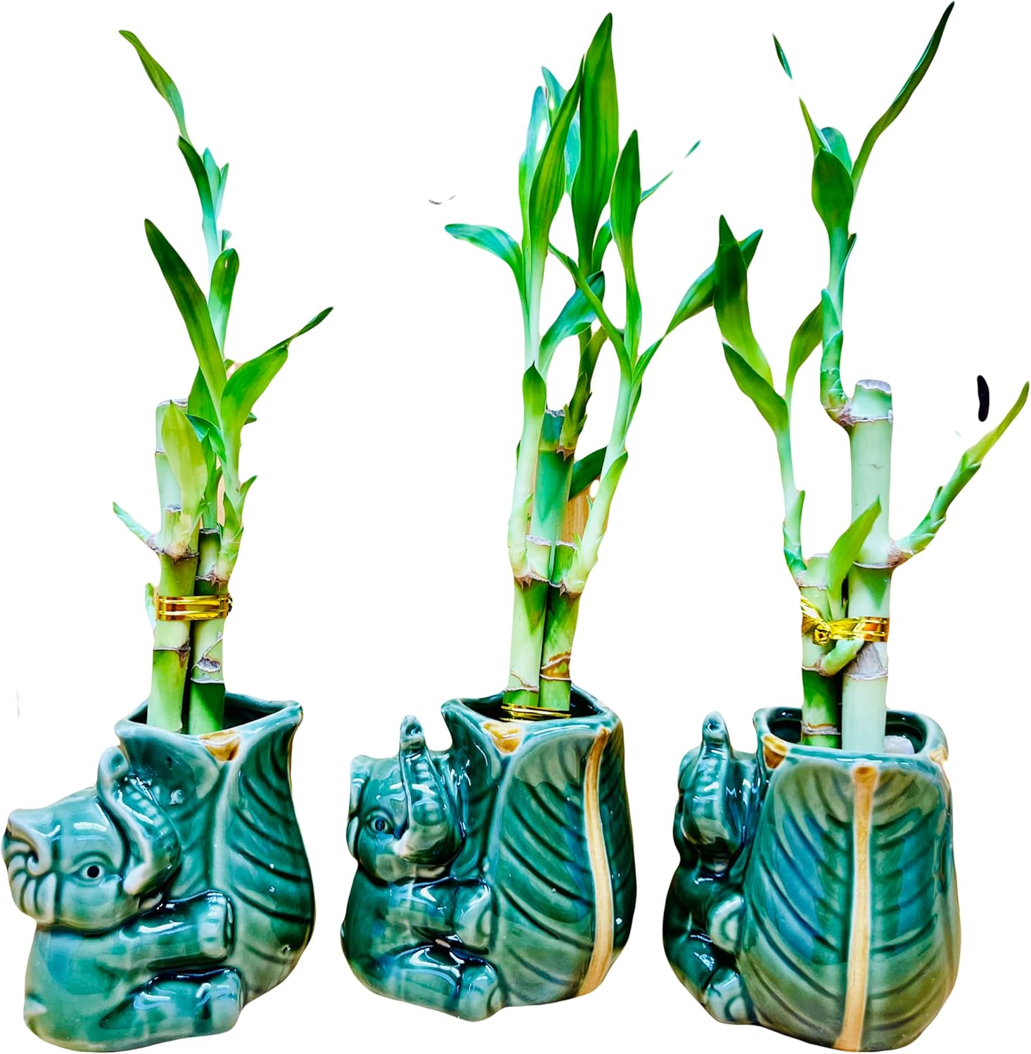Lucky Bamboo en jarrón de elefante de cerámica, 3 tallos de 6 pulgadas, 6 pulgadas y 8 pulgadas, incluye rocas de guijarros de río