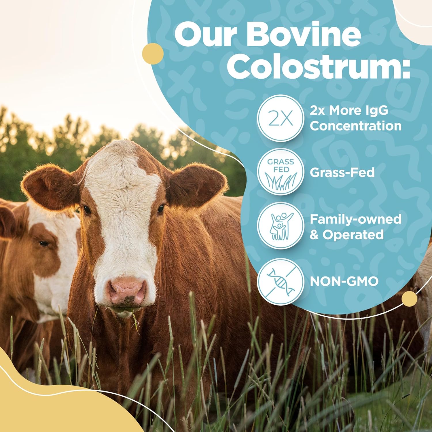 Polvo de calostro bovino  40% IgG altamente concentrado calostro bovino puro para humanos  Suplemento de calostro alimentado con pasto para apoyo