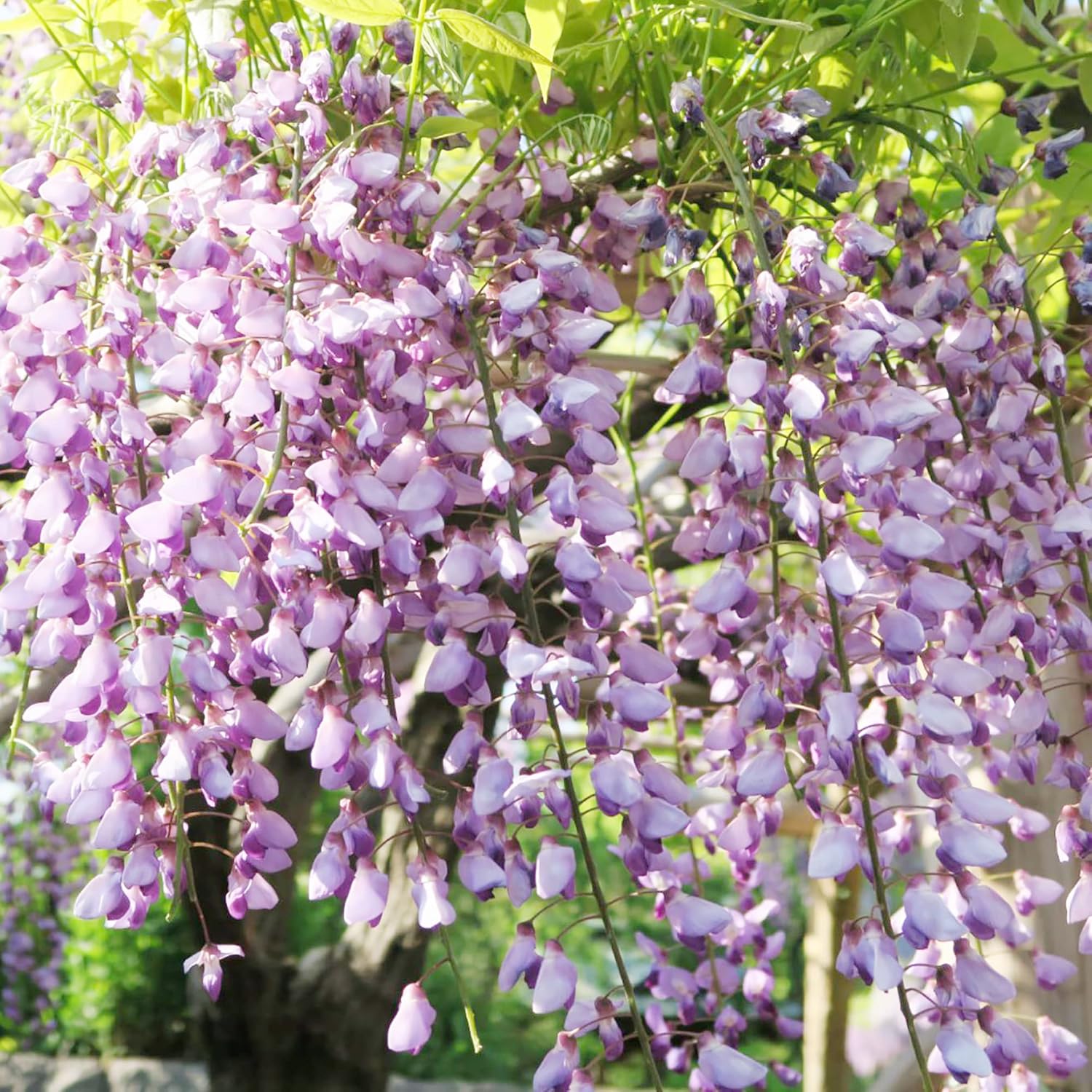 YEGAOL Garden – Semillas de glicina sinensis fragante trepador caducifolio atrae mariposas, ciervos, resistentes a la sequía, pérgolas, vallas para