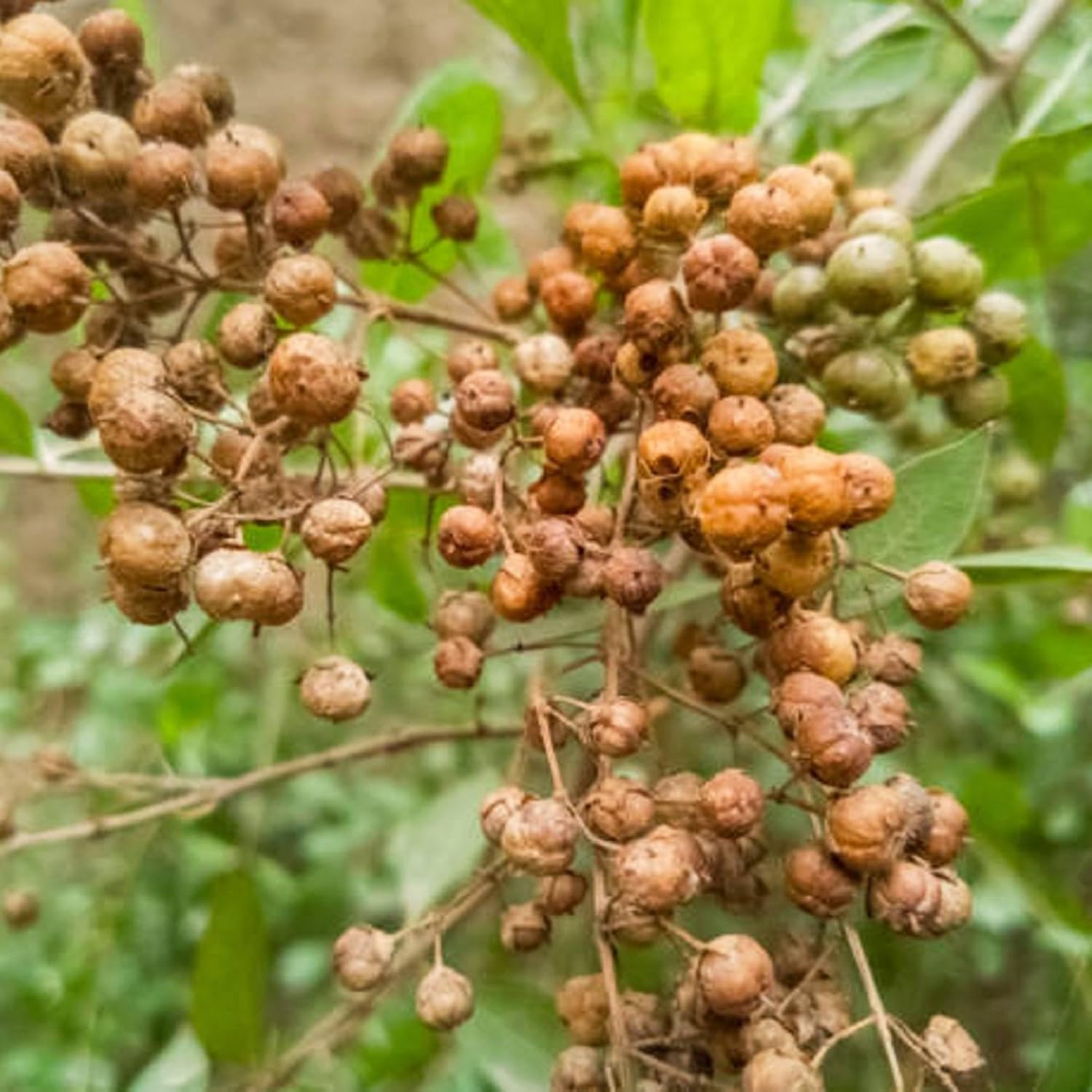 CHUXAY GARDEN Semillas de henna Lawsonia Inermis para plantar al aire libre, Privet egipcio, 20 semillas, sorprendente planta de paisajismo rara,