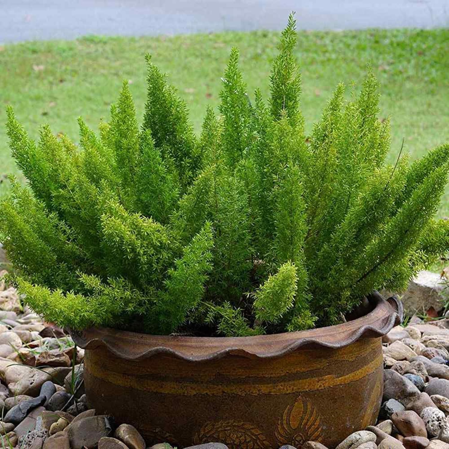 CHUXAY GARDEN Semilla de helecho espárragos 7 semillas espárragos densiflorus planta de interior de hoja perenne llamativa planta de paisajismo