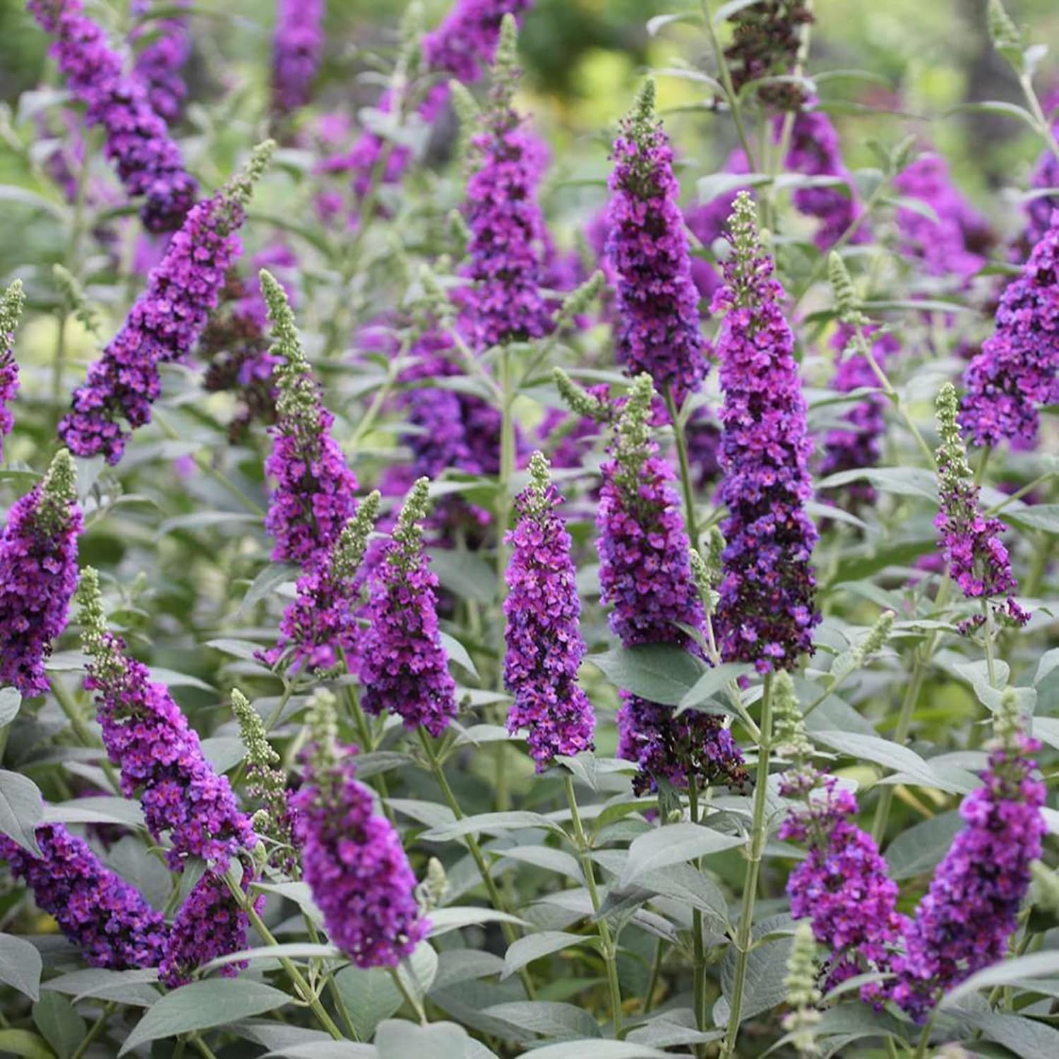 YEGAOL Garden – Semillas de arbusto de mariposa morada Buddleia Davidii, fragantes, de rápido crecimiento, arbusto caducifolio, atrae mariposas,