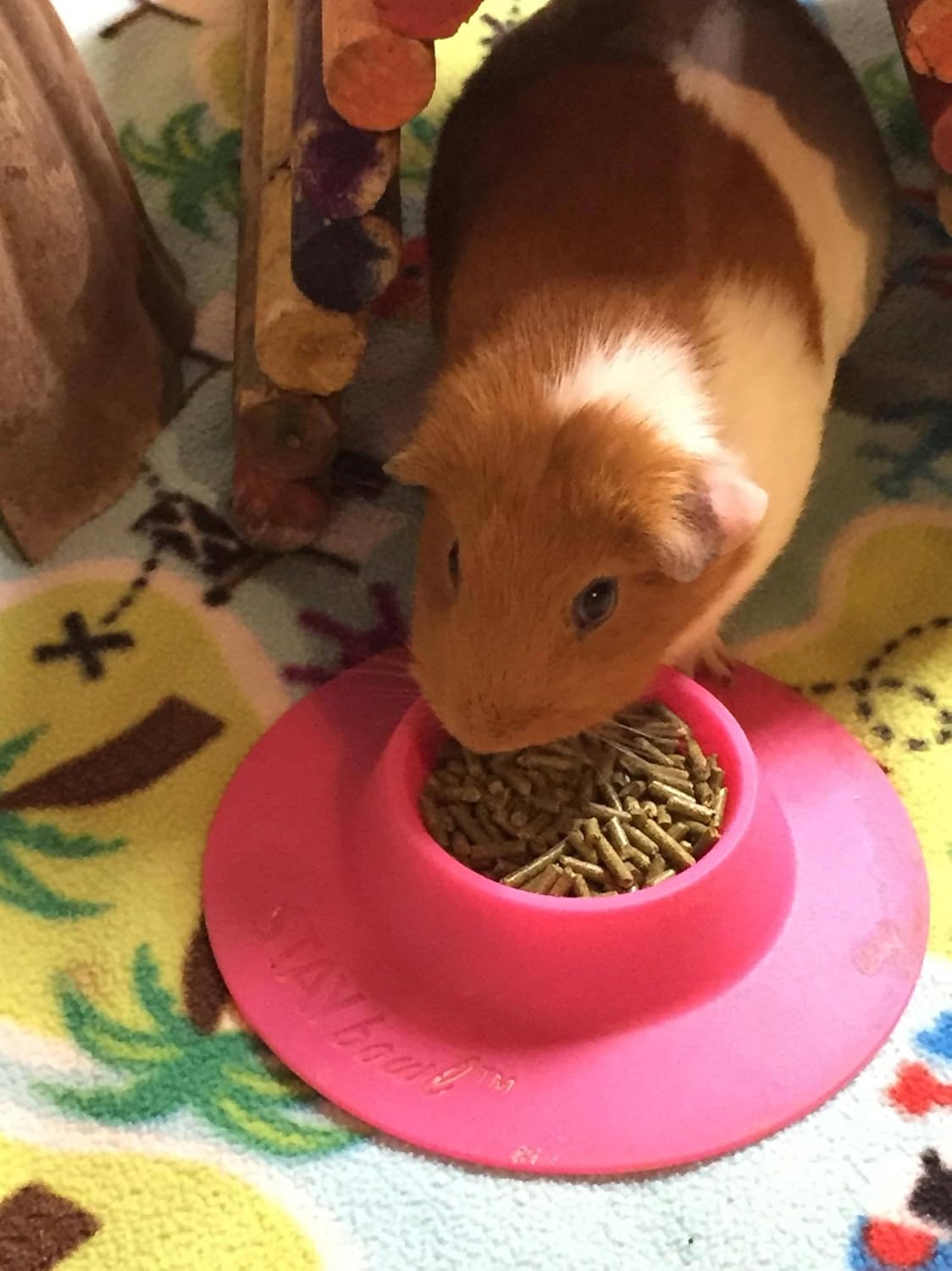 Cuenco ergonómico para mascotas a prueba de puntas para conejillo de indias y otras mascotas pequeñas, 14 taza tamaño pequeño, fucsia (rosa)
