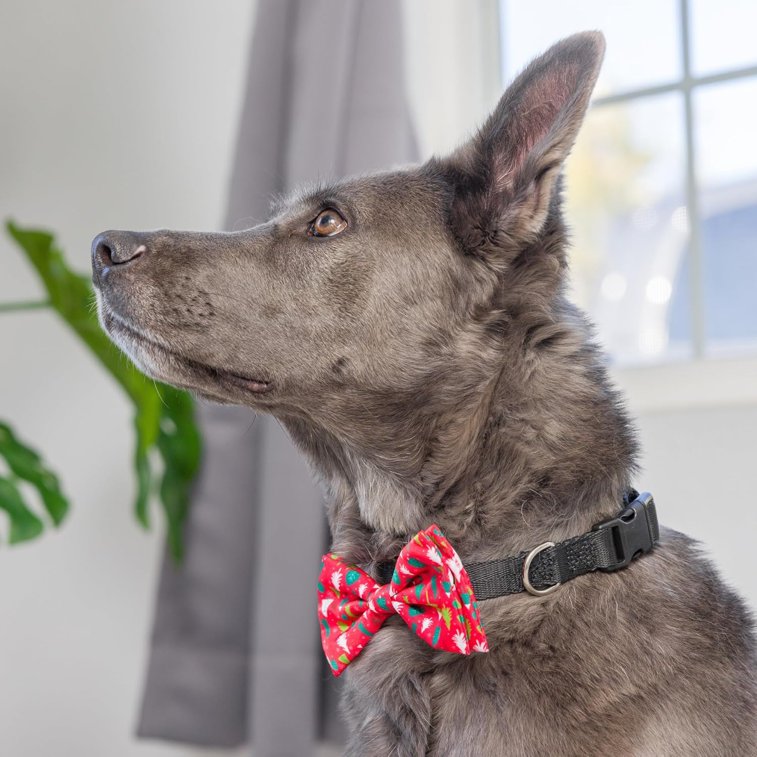 Huxley & Kent Pajarita para mascotas  Árboles de Navidad (grande)  Accesorio de corbata de lazo de gancho y lazo para vacaciones de Navidad