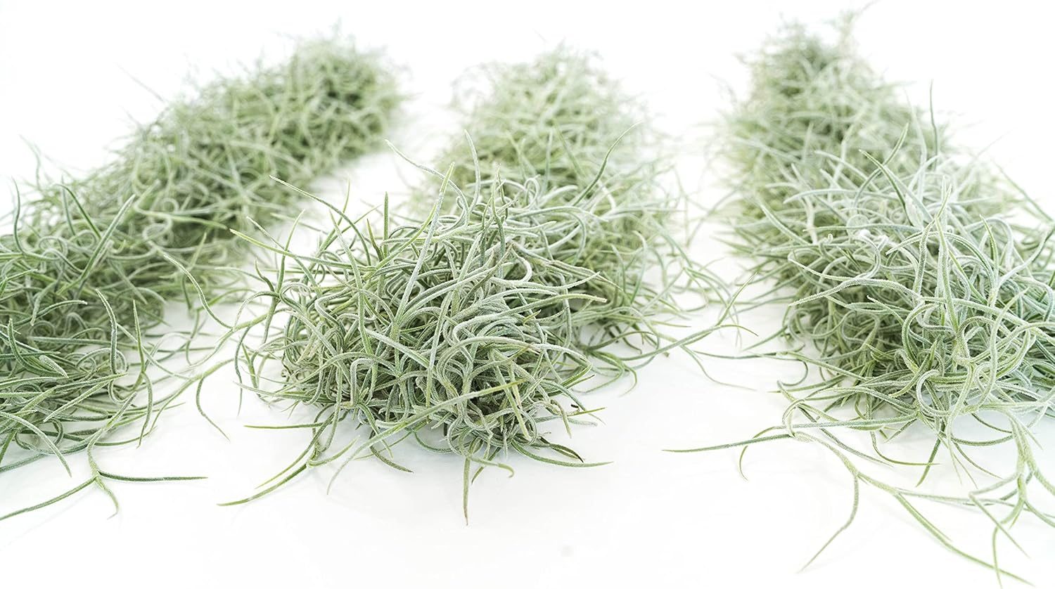 Paquete de 3 hebras gruesas de musgo español colombiano vivo con gancho de alambre, plantas suculentas de Tillandsia vivas, decoración para el hogar