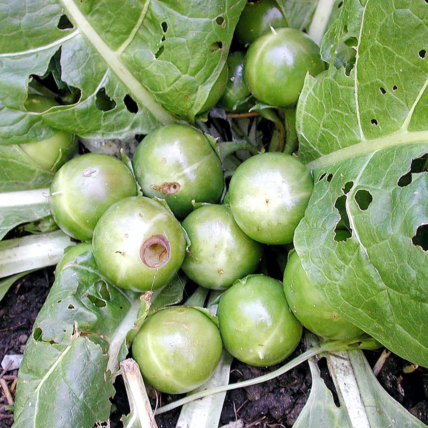 YEGAOL Garden – Semillas de mandrágora Officinarum de hierbas perennes, frutas y bayas, sin OMG, para patio, jardín, exteriores, 20 unidades