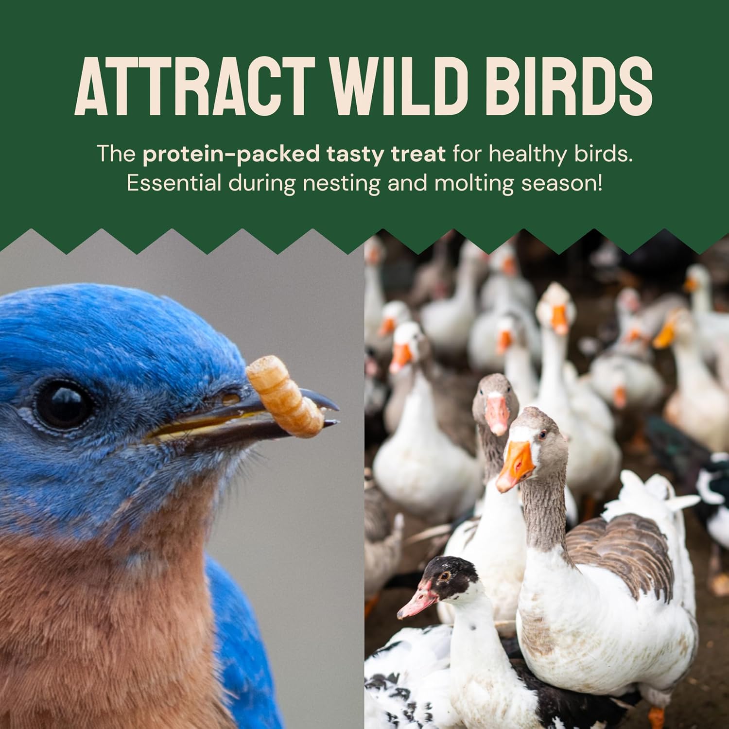 Gusanos de harina secos de 2 libras para aves silvestres y pollos, alimento orgánico prémium sin OMG – Gusanos nutritivos de comida secos con alto