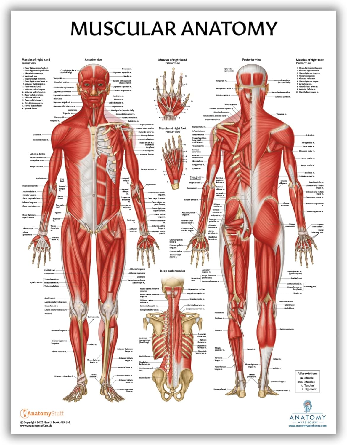 Anatomy Lab Paquete de 5 pósteres de anatomía, laminado, muscular, esquelético, yoga, estiramiento y pilates, póster de anatomía y fisiología, 17.3