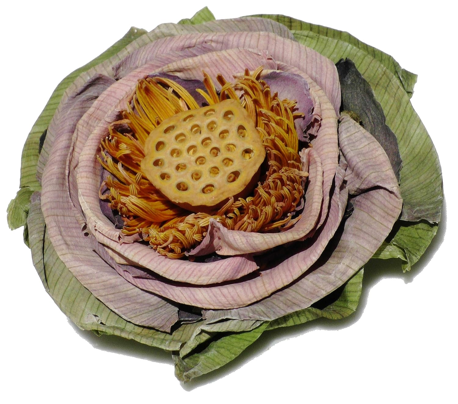 Tea Lotus Flor de té de hierbas secas flor entera – 5 por caja