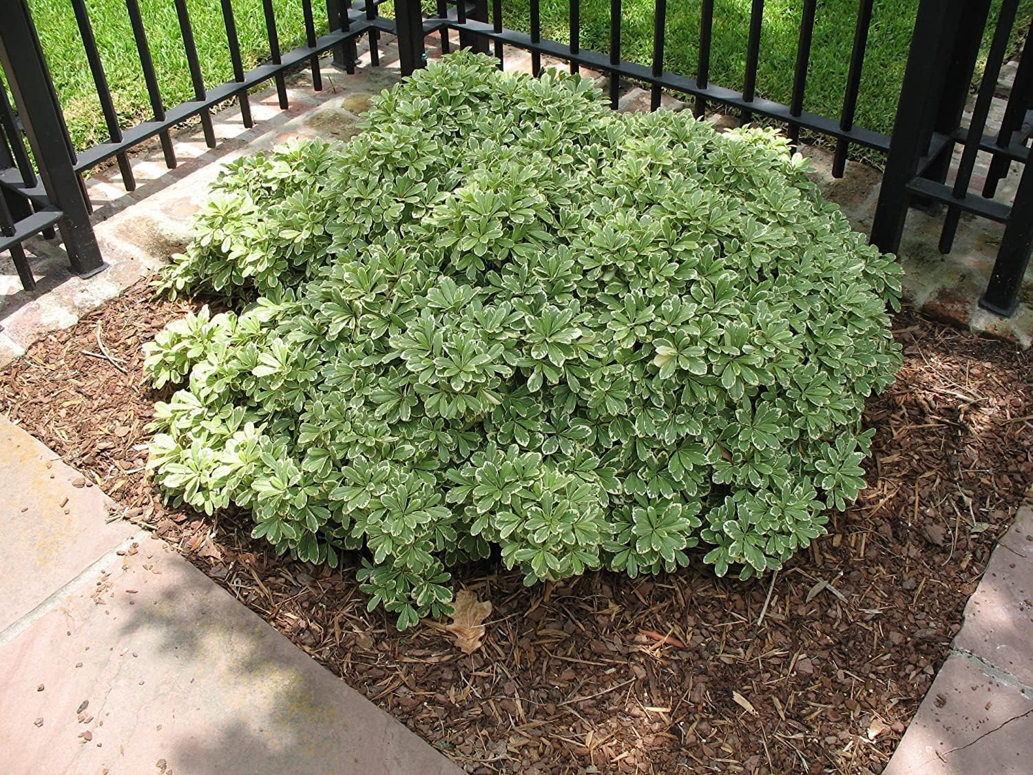 Pittosporum abigarrado  20 plantas vivas  Pittosporum Tobria Variegatum  Arbusto de seto con acento de borde de hoja perenne