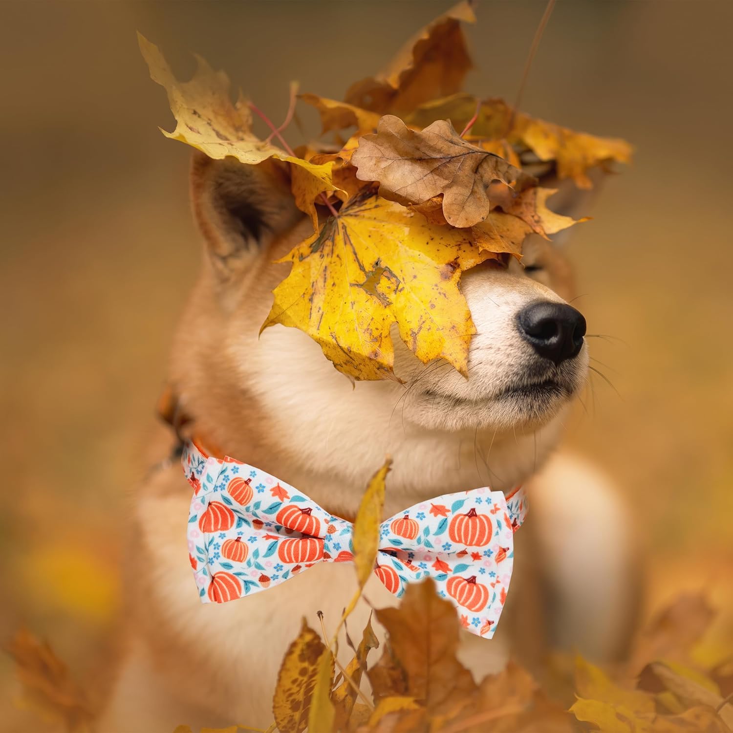 Collar de calabaza de otoño para perro con pajarita, collar festivo de cosecha de otoño de Acción de Gracias para niños pequeños y niñas, mascotas