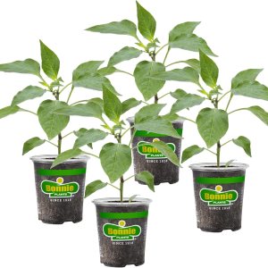 Bonnie Plants Plantas vegetales vivas de pimiento verde, paquete de 4, sin OMG, plantas de 2 a 3 pies, tamaño de pimienta de 4.5 x 4 pulgadas Bonnie Plants Plantas vegetales vivas de pimiento verde, paquete de 4, sin OMG, plantas de 2 a 3 pies, tamaño de pimienta de 4.5 x 4 pulgadas